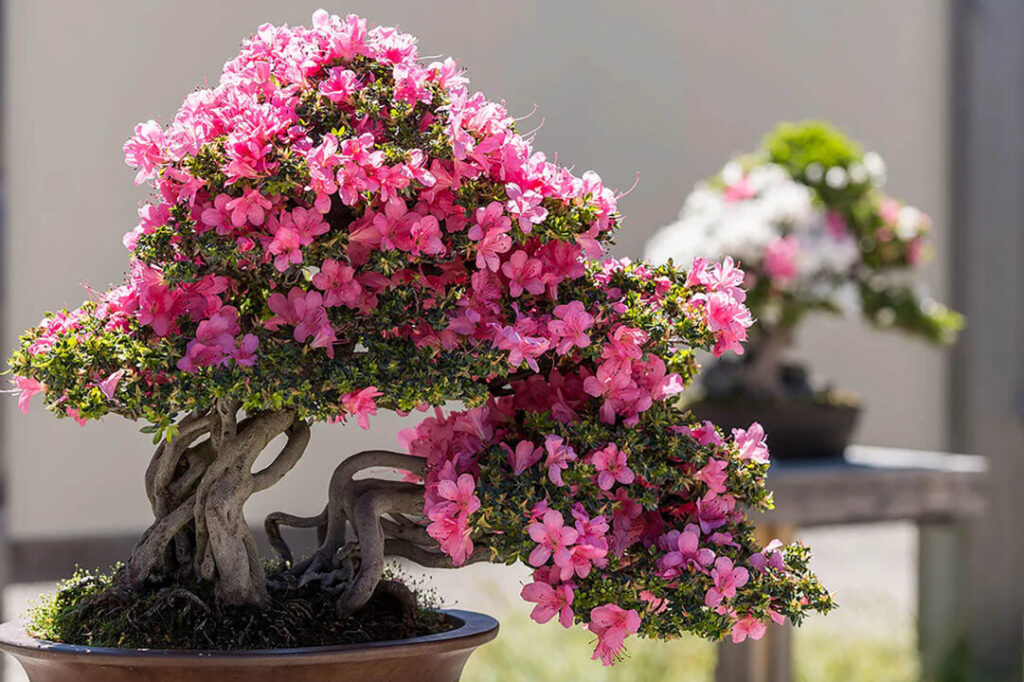 Bonsai Azalea