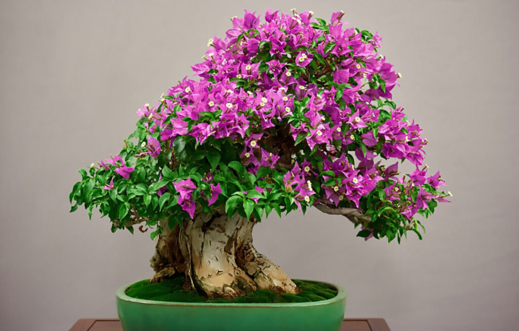 Bonsai Bougenville