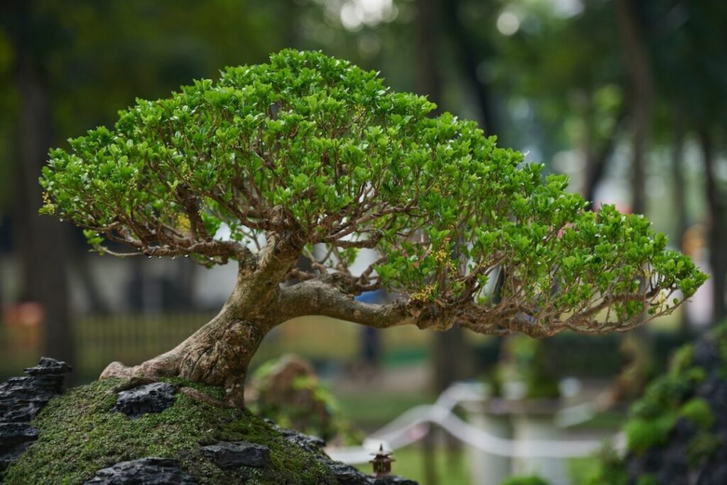 Bonsai Juniper