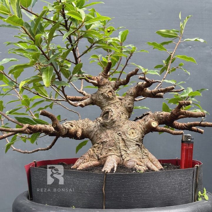 Bonsai Loa