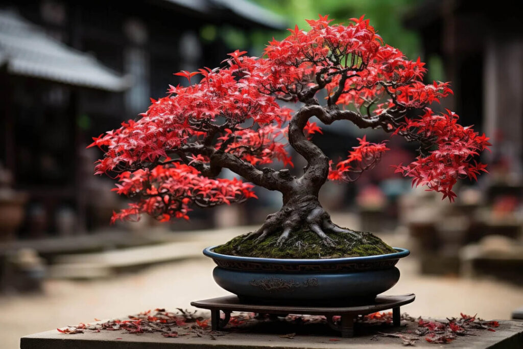 Bonsai Maple