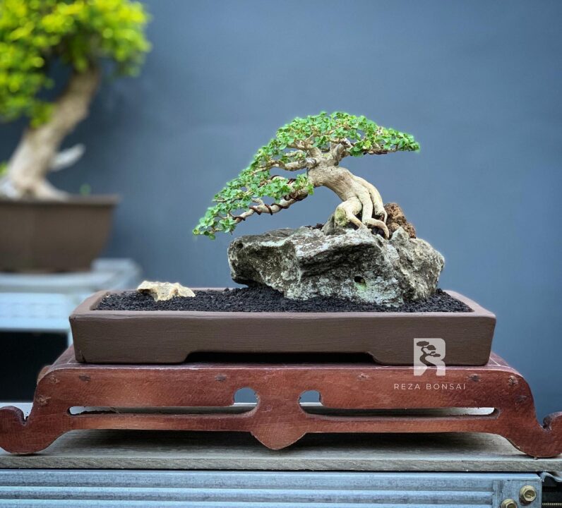 Bonsai Sancang