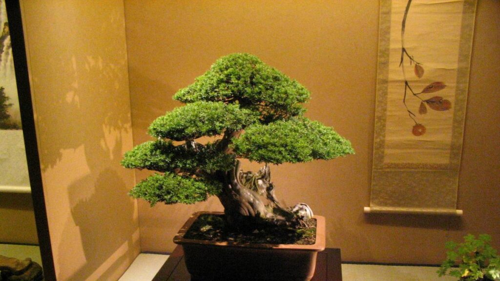 Bonsai Serut