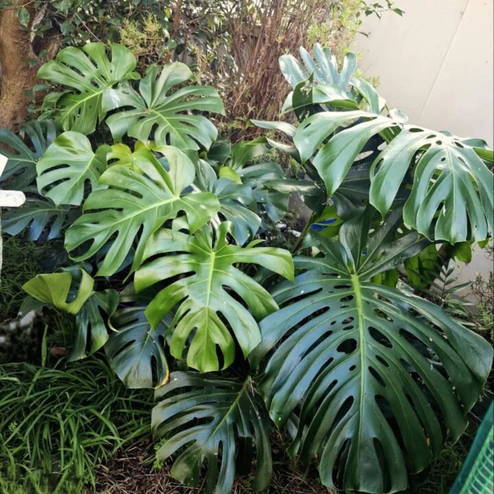 Monstera Deliciosa - bahran