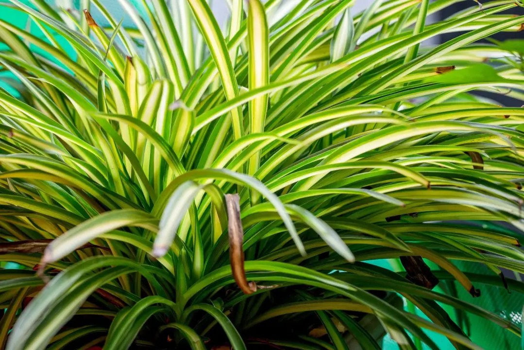 Spider Plant (Chlorophytum comosum) - bahran