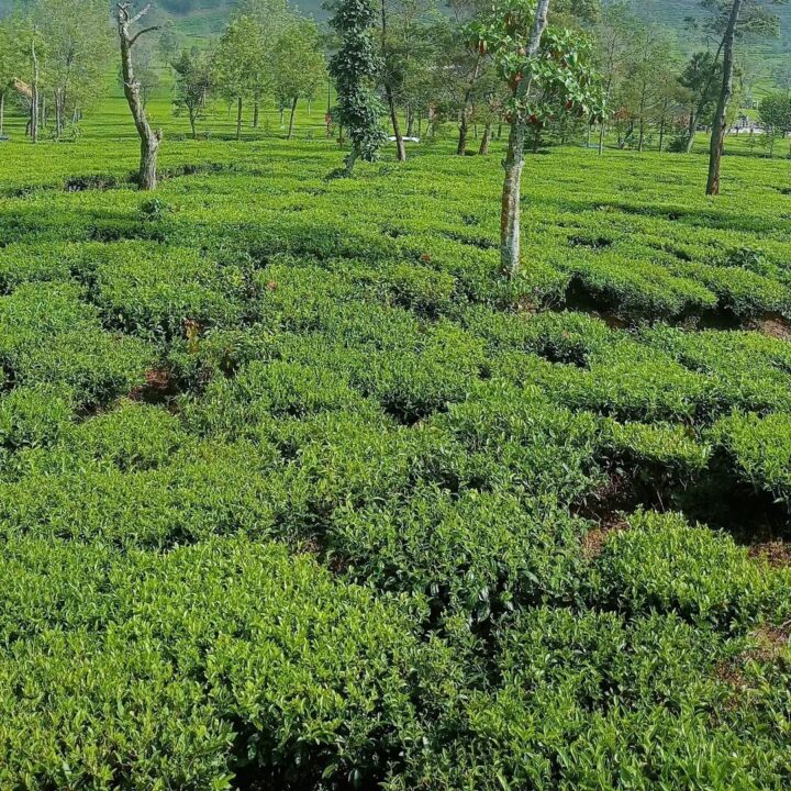 kebun teh wonosobo