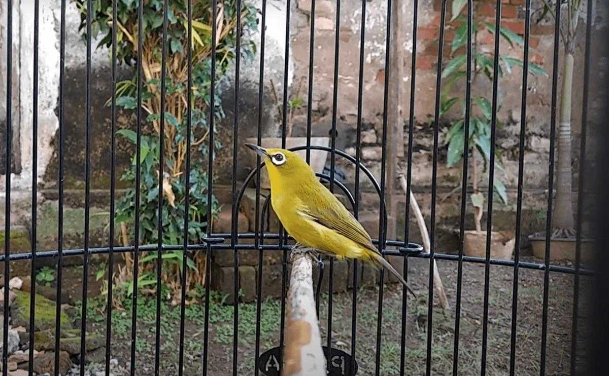 Cara Memilih Burung Pleci