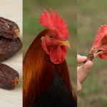 Kurma untuk Ayam Aduan Rahasia Nutrisi Alami untuk Performa Maksimal